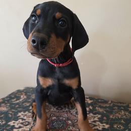 Girl 1 - Black and rust female Doberman Pinscher puppy in Vale, North Carolina from Von Katzenstein Kennel