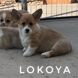 Lokoya - Red male Pembroke Welsh Corgi puppy in Vernal, Utah from Bingo's Kennel