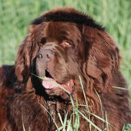 Noah - Newfoundland