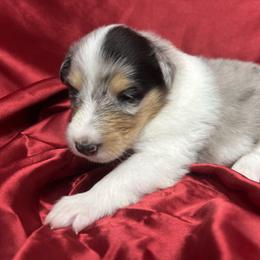 Jewel - Blue merle female Collie puppy in Groveland, Florida from Palmhaven Collies