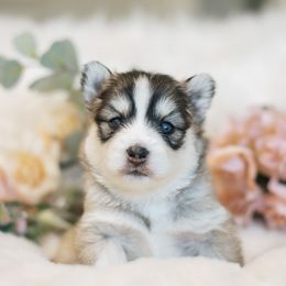 Pomsky Puppies from Hill Tribe Pomskies