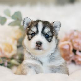 Pomsky Puppies from Hill Tribe Pomskies
