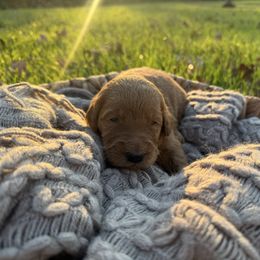 Chestnut - Red  male Goldendoodle puppy in Fayetteville, Arkansas from Silver Hill Farm
