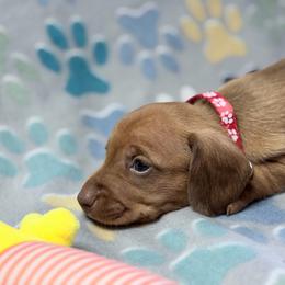 Red girl - Red female Dachshund puppy in Humble, Texas from A&B Mini Dachshunds
