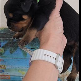 Green boy - Black and mahogany male Rottweiler puppy in Lake City, Florida from Haus Der Wut Kennels