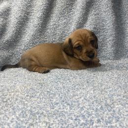 Nelson - Red male Dachshund puppy in Richmond, Virginia from Paw Prints
