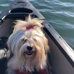 Havanese Puppies from SunWyst Havanese