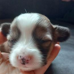 Oak - Red female Pembroke Welsh Corgi puppy in Michigan from Metzger Homestead
