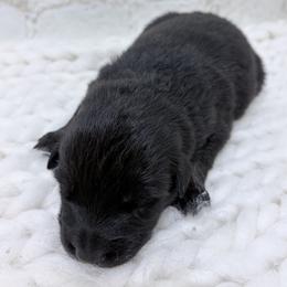Koda - Black Collar - Black male Australian Shepherd puppy in San Marcos, California from Faith Family Freedom Farm