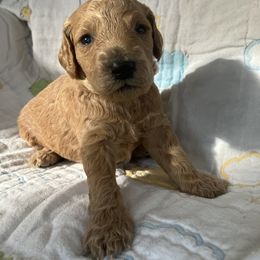 Goldendoodle Puppies from Cassie Farms