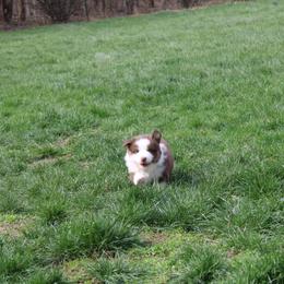 Australian Shepherd Puppies from Starlit Grove Australian Shepherds