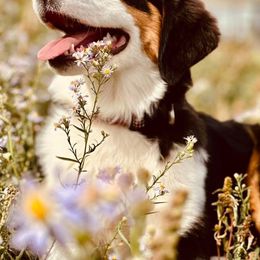 Cash - Australian Shepherd