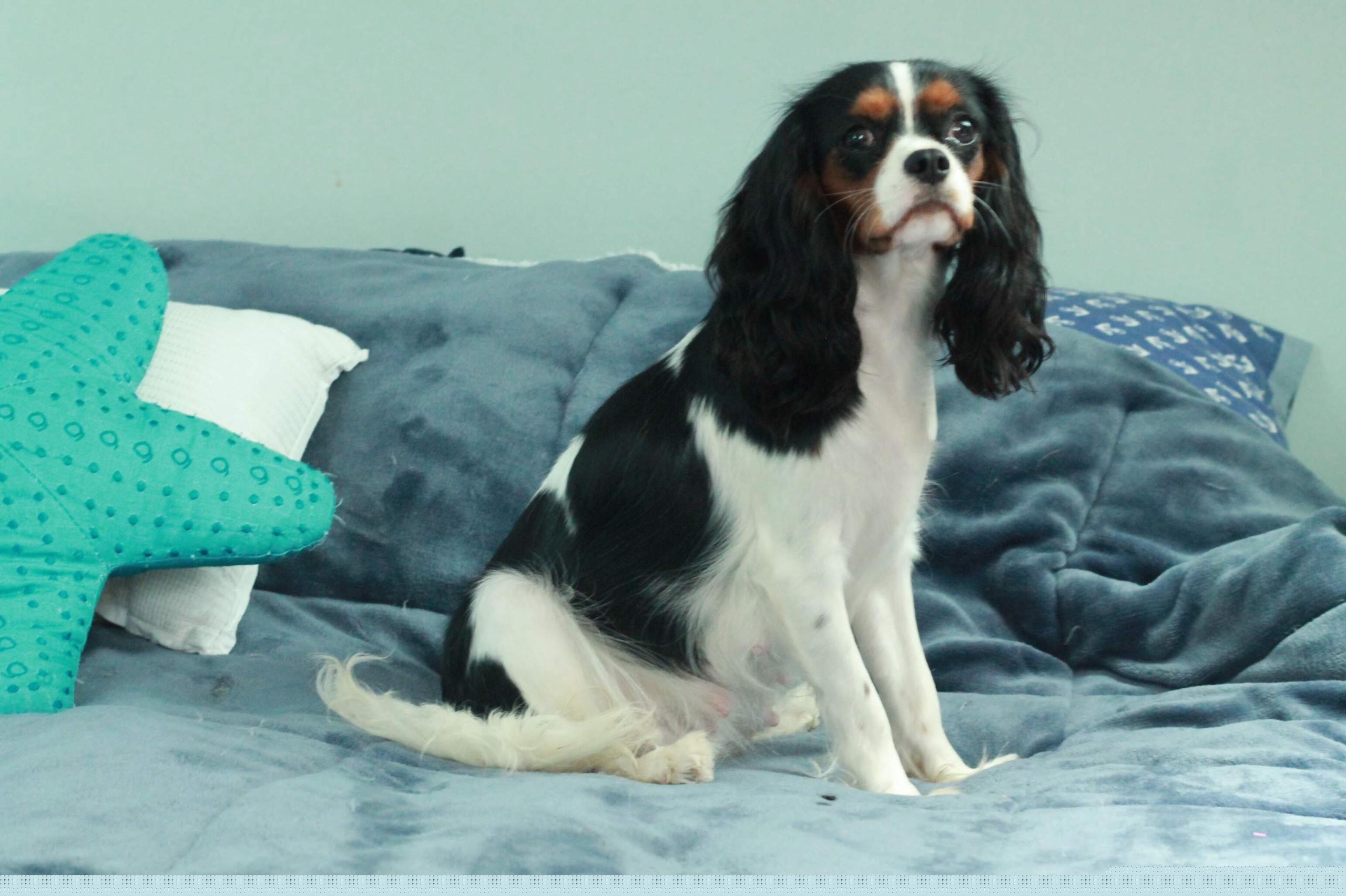 Dixie - Cavalier King Charles Spaniel