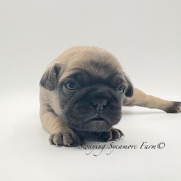 Pug and Shih Tzu Puppies from Swaying Sycamore Farm