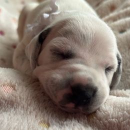 Ruler - White and black male Dalmatian puppy in Carlsbad, New Mexico from ECMO Farm Dalmatians & Labrador Retrievers