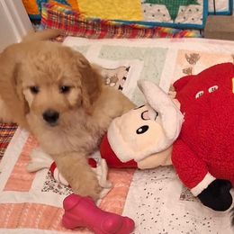 Bernedoodle Puppies from Jersey Girl's Doodles