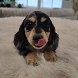 Teddy - Dapple male Dachshund puppy in Price, Utah from Stone Kennels