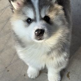 Boy 1 - Gray and white male Pomsky puppy in Tennessee from Hudson’s Huskies & Pomskies