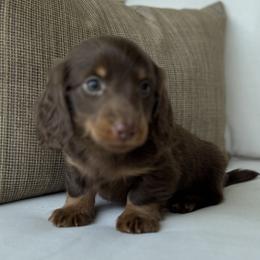 Stout - Chocolate and tan male Dachshund puppy in Bentonville, Arkansas from Boujee Buns Dachshunds