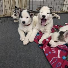 Siberian Husky Puppies from Marsh Creek Huskies