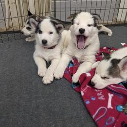 Siberian Husky Puppies from Marsh Creek Huskies