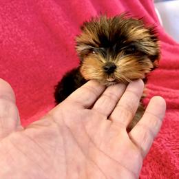 Boy 2 - Black and gold male Yorkshire Terrier puppy in Chino Hills, California from Chino Hills Yorkies