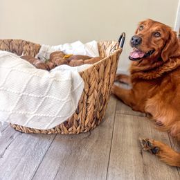 Denali - Golden Retriever