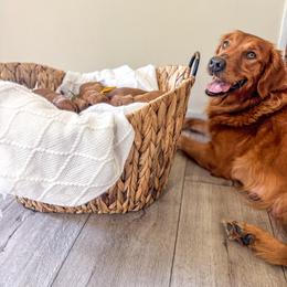 Denali - Golden Retriever