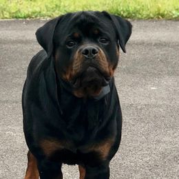 Boone - Rottweiler