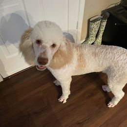 Goldendoodle and Poodle All Grown Up from Rainbow Poodles and Doodles of Oklahoma