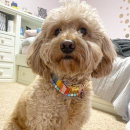 Bailey - Goldendoodle