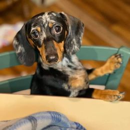 Hadley - Dachshund