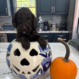 Sasha - Chocolate female Australian Labradoodle puppy in East Granby, Connecticut from All-Spice Australian Labradoodles