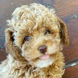 Girl-2 - Apricot female Poodle puppy in Spring Hill, Tennessee from Duke's Mini & Toy Australian Shepherds & Aussiedoodles