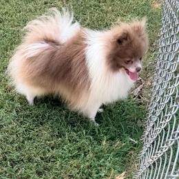 Kahlua - Lavender male Pomeranian puppy in Clarksville, Tennessee from Bee Mine Maltipoos and Pomeranians