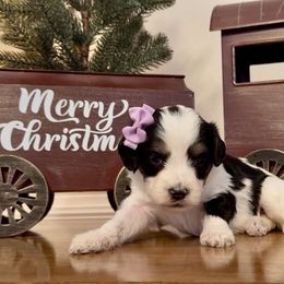 Jingle - Tri-color female Bernedoodle puppy in Cartersville, Georgia from Simply Blessed Doodles