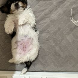 Biewer Terrier Puppies from Lozado’s Biewers