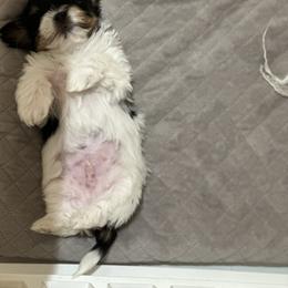 Biewer Terrier Puppies from Lozado’s Biewers