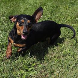 Damon - Dachshund