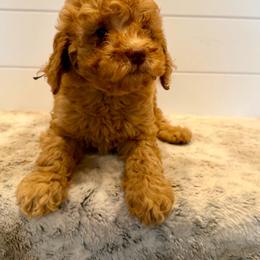 Brown Collar - Red  male Goldendoodle puppy in San Augustine, Texas from Vintage Doodles