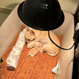 Chihuahua Puppies from Little Family Paws