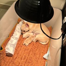 Chihuahua Puppies from Little Family Paws