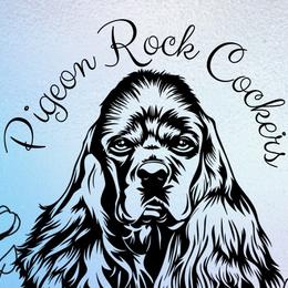 Cocker Spaniels from Pigeon Rock Cockers