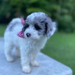 Magnolia - Parti female Goldendoodle puppy in Eaton, Ohio from Dezi’s Sonshine Doodles