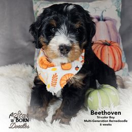 BEETHOVEN - Genetics: Fi Ee Bb atat kyky SiSi mm 8 intensity and - - straighter coat - Tri-color male Bernedoodle puppy in Jackson, Michigan from A Star is Born Doodles