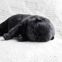Bette - Black female Pug puppy in Caldwell, Ohio from Folklore Kennel