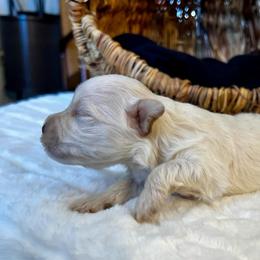 Zeus - Wheaten male Miniature Schnauzer puppy in Menifee, California from Moonshine’s Minis