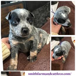 Girl 3 - Blue female Australian Cattle Dog puppy in Chelsea, Oklahoma from CT Mini Heelers