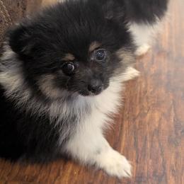 Suzie - Tri-colored female Pomeranian puppy in Danielsville, Georgia from PassionatePomPoms
