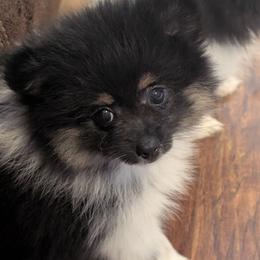Suzie - Tri-colored female Pomeranian puppy in Danielsville, Georgia from PassionatePomPoms